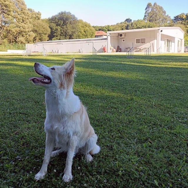 Da Costa Verdecente: tu centro canino en Ferrol