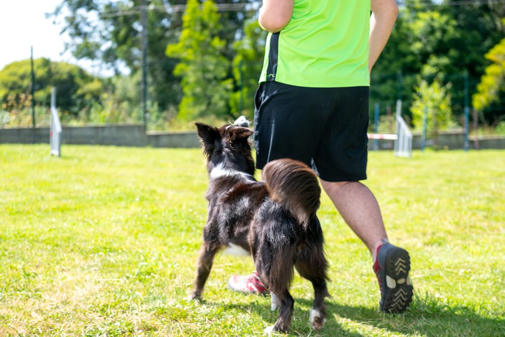 Centro de adiestramiento canino en Ferrol