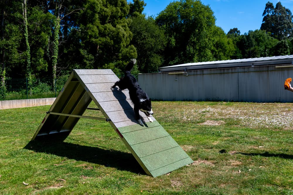 Agility perros en Ferrol