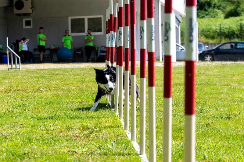 Adiestramiento y agility