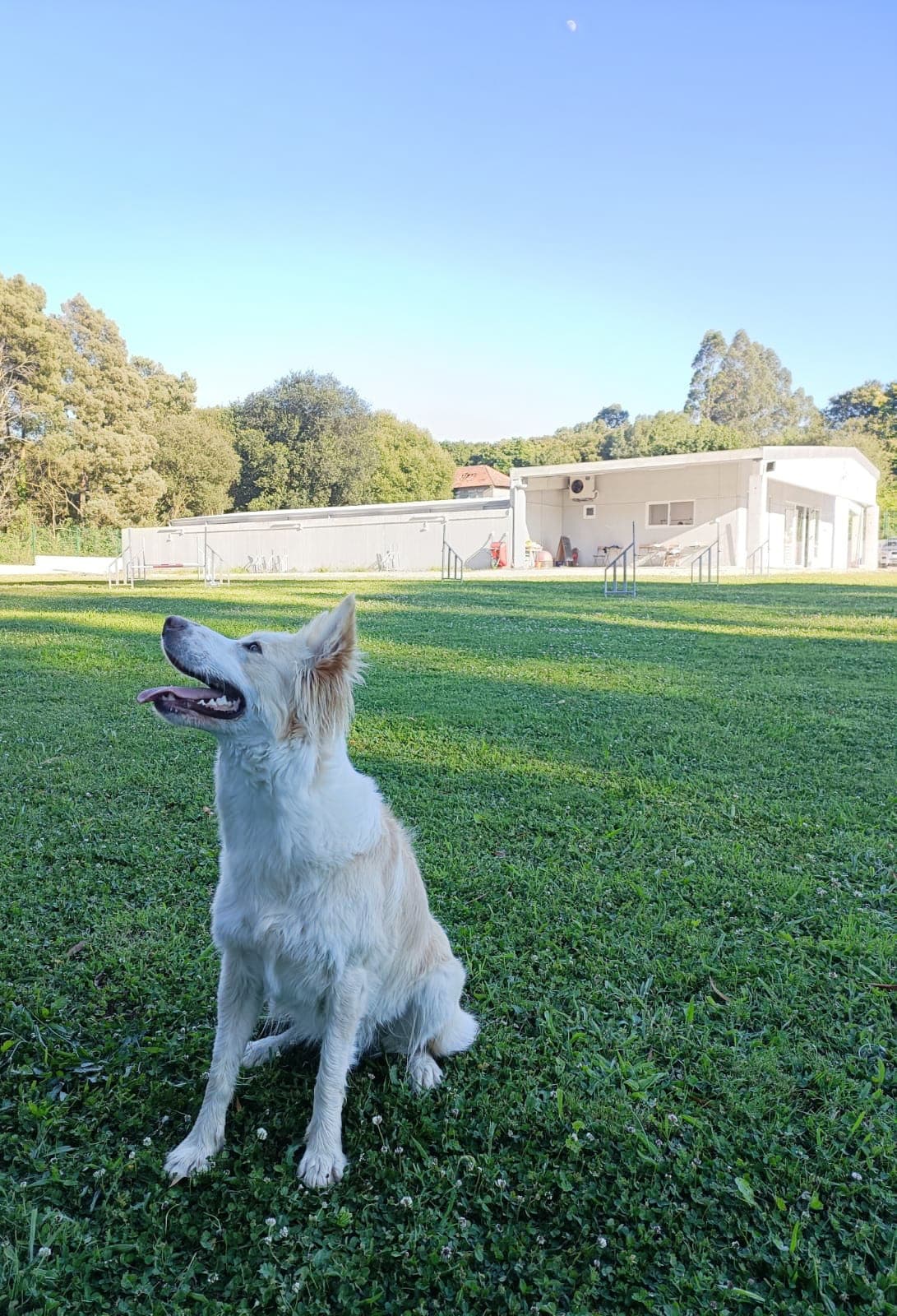 Guardería canina en Ferrol