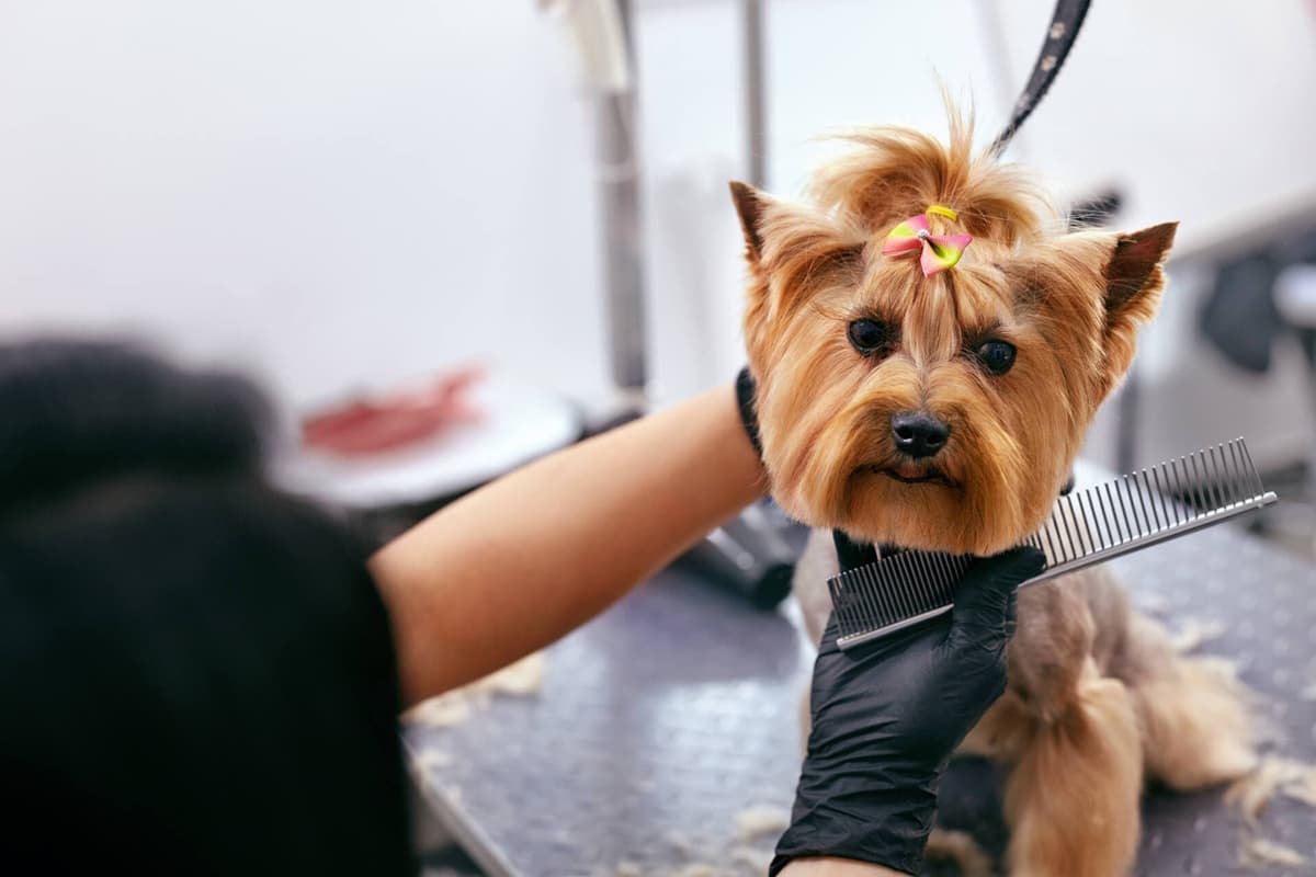 Peluquería canina en Ferrol