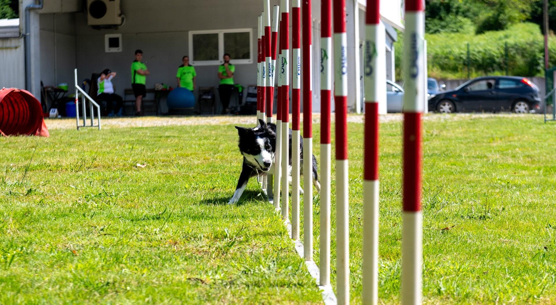 Adiestramiento canino en Ferrol