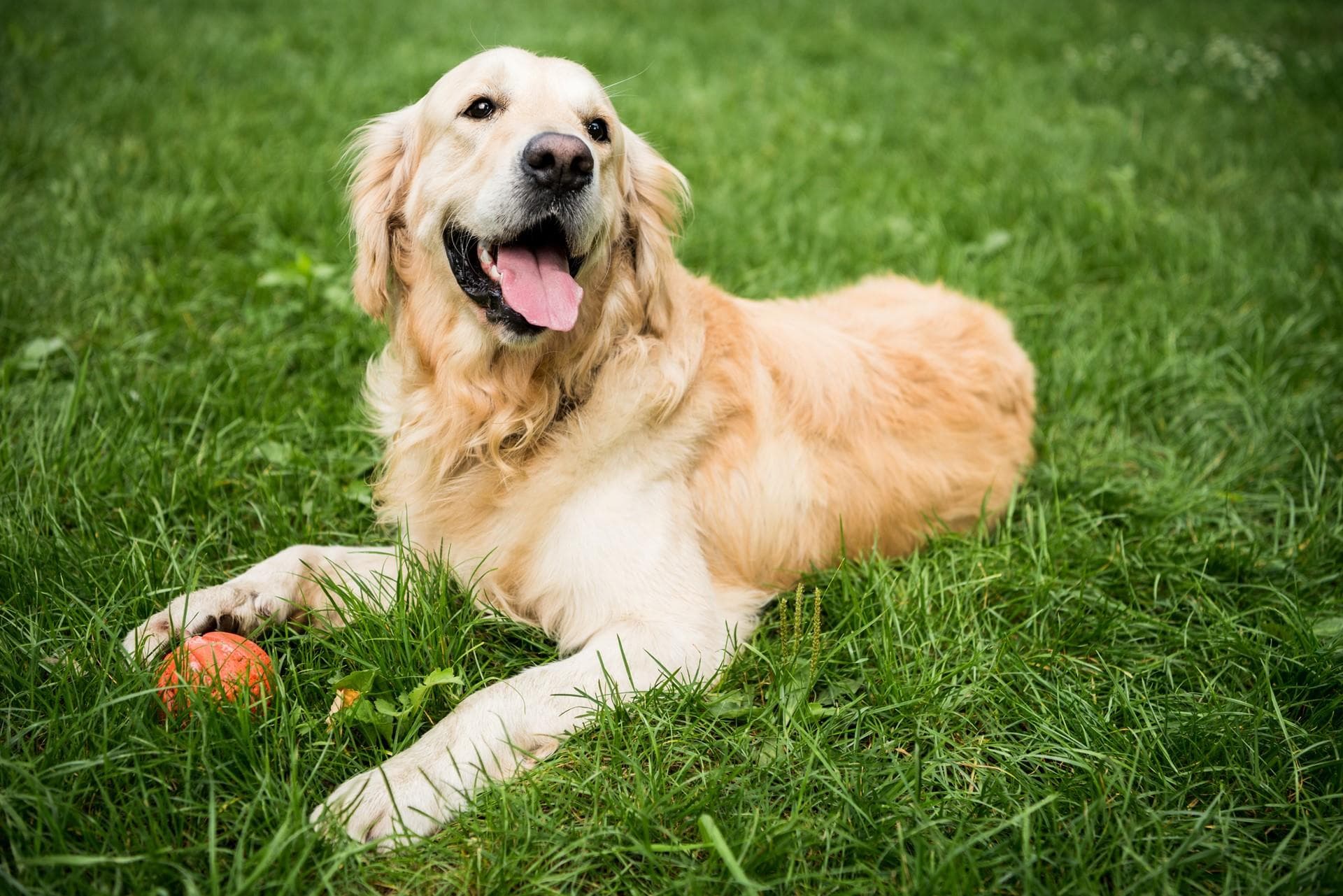 Contacta con nuestra residencia canina en Ferrol