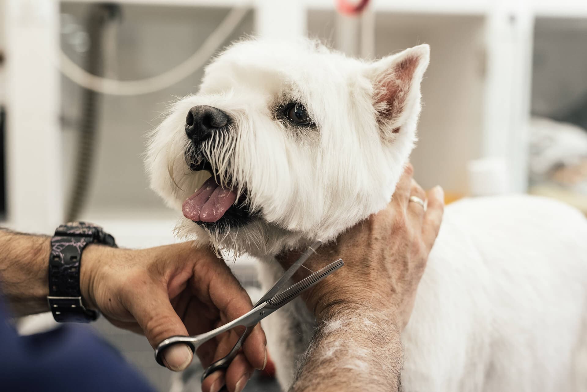 Peluquería canina en Ferrol